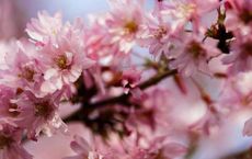 Cherry blossom Sakura sighting guide