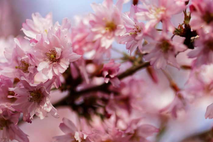 Cherry blossom Sakura sighting guide